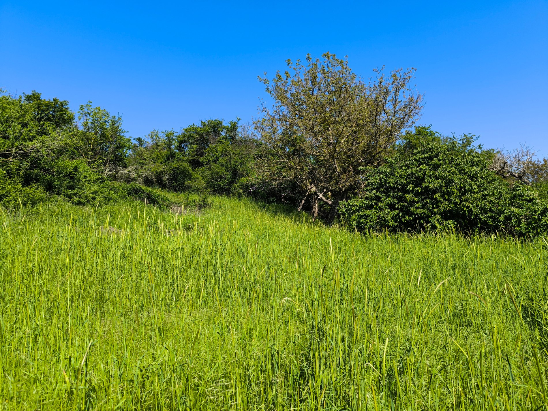 Végétation du terrain