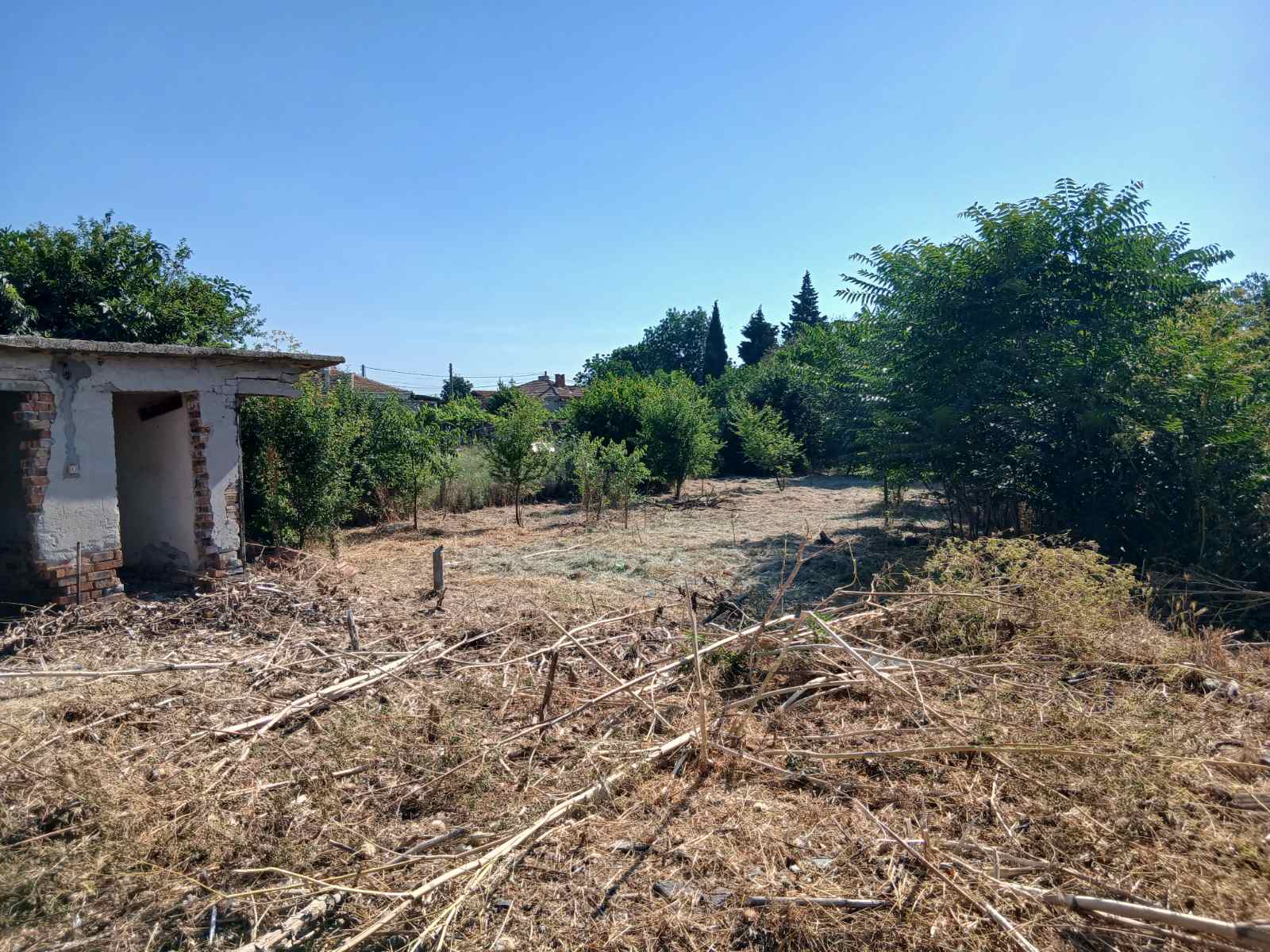 Cour plantée d’arbres